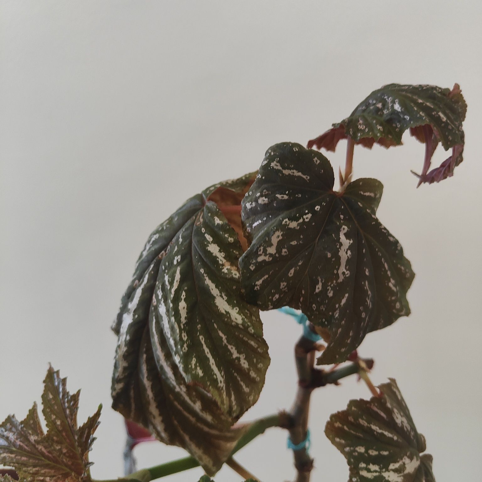 BEGONIA ACONITIFOLIA // planta interior