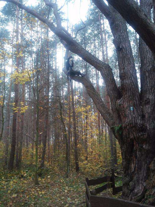 Wycinka, przycinka, pielęgnacja drzew na linach, arborystyka