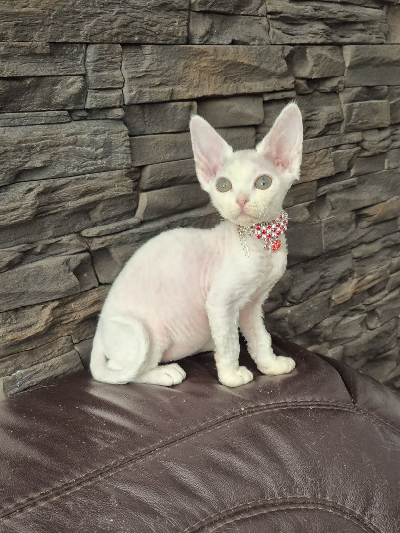 Koteczka Devon Rex FPL
