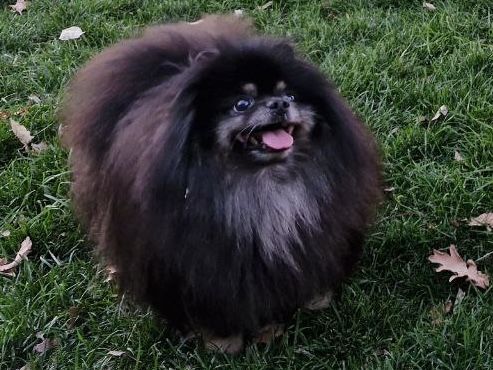 Вязка померанский шпиц