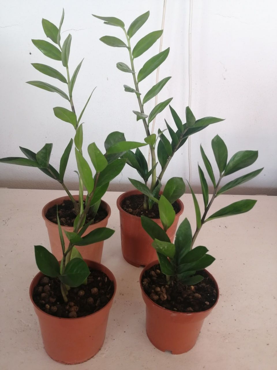 Zamioculcas, vasos desde 4 euros.