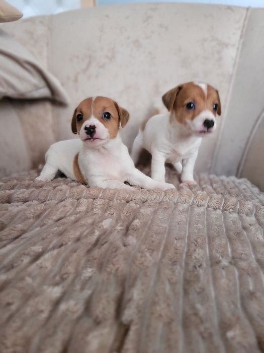 Jack Russell Terrier Piękny Szczeniak Zaprasza