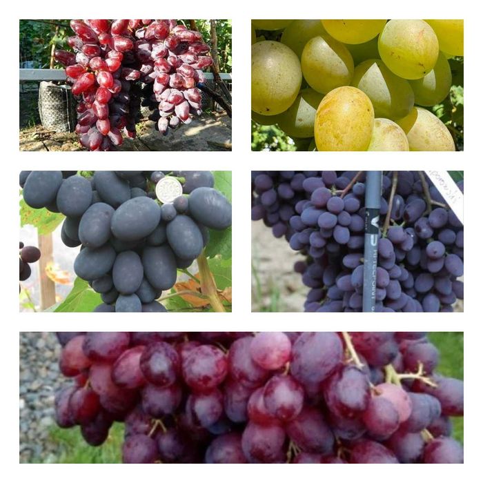 Zestaw 5 winorośli super mix deserowych dla amatora