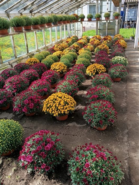 Chryzantemy drobnokwiatowe
