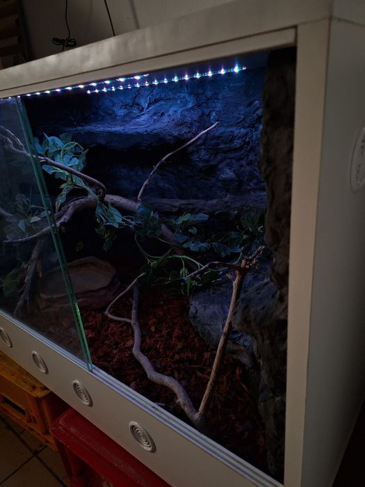 Terrarium wąż jaszczurka gekon
