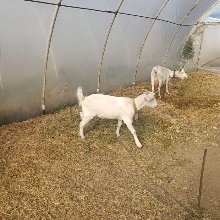 Продається молода коза