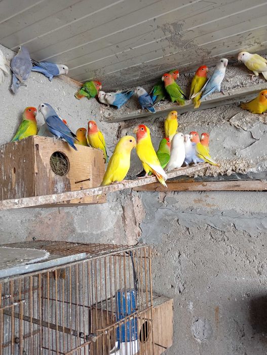 Vendo agapórnis de Qualidade