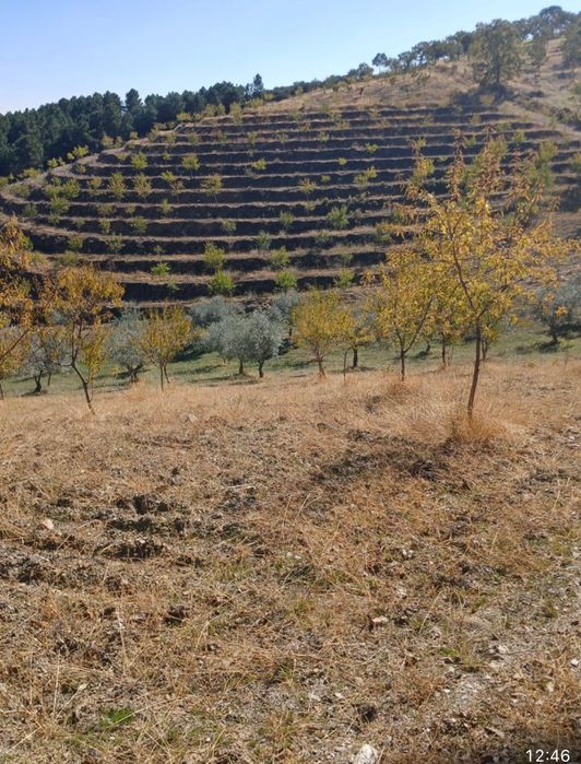 Olival e Amendoal