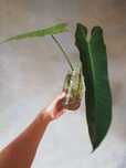 TANIO Philodendron atabapoense filodendron kolekcjonerski szczyt