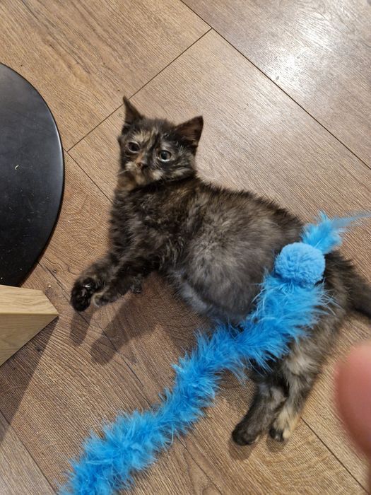 Oddam ( znaleziono kota) kotka