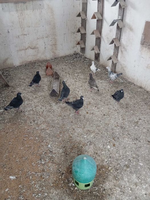 Gołębie, różne rodzaje