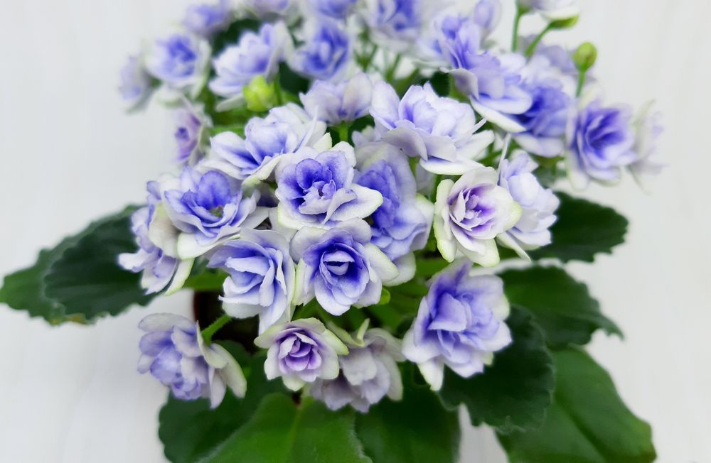 Вкорінені листочки фіалок напівміні/міні + с/з листи в подарунок