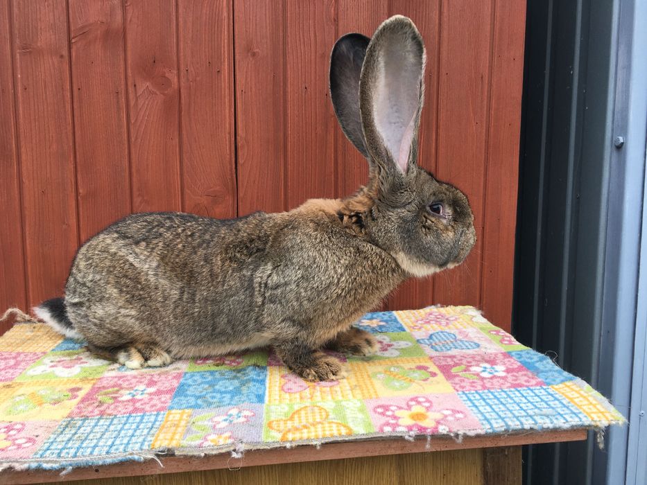 Olbrzym Belgijski BOS