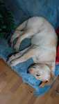 4 miesieczna biszkoptowa labradorka