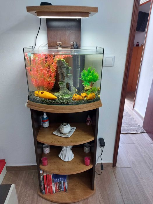 Aquário peixes de água quente