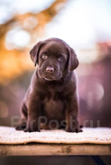 Лабрадор Ретривер щенки питомника с документами