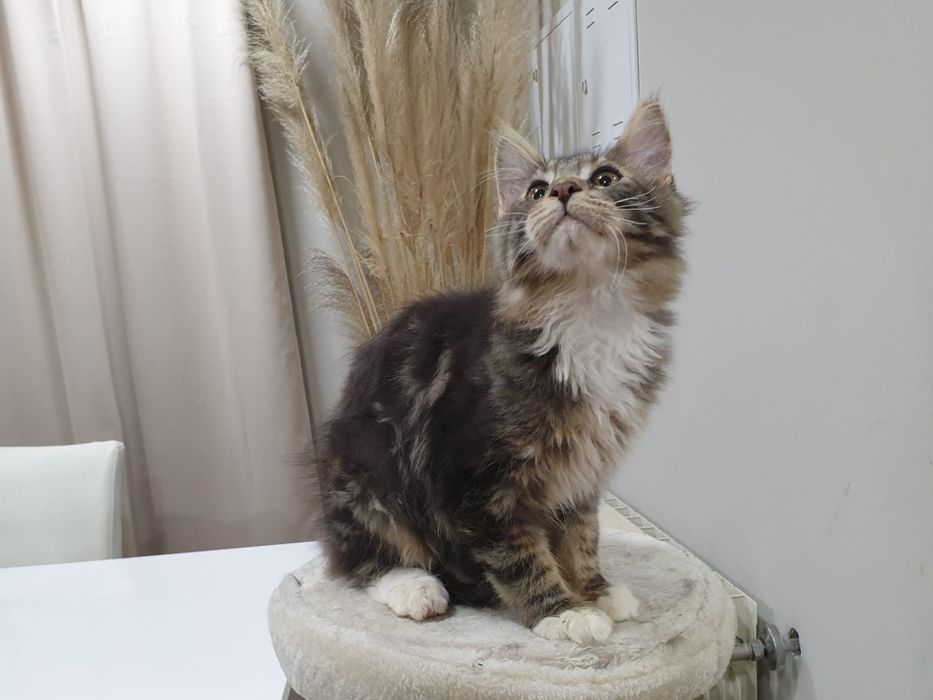 Macho Maine Coon com Lop