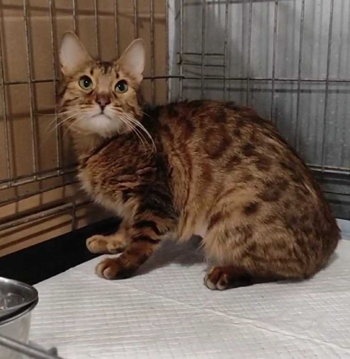 Породистая кошечка в леопардовом окрасе, Бенгалочка - 1-2 года