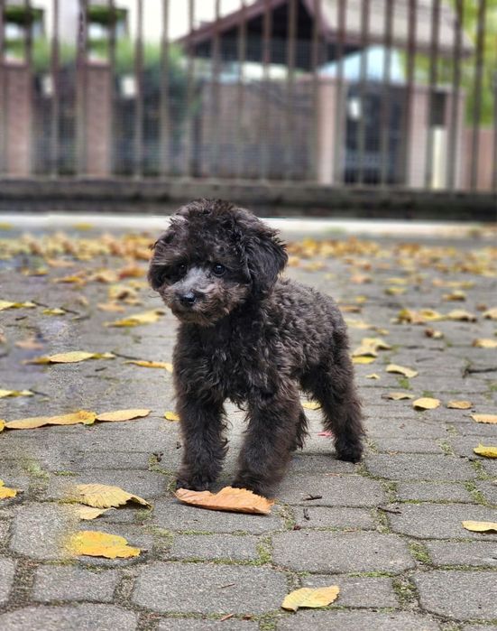 Suczka toy pudel szara malutka ( teacup)