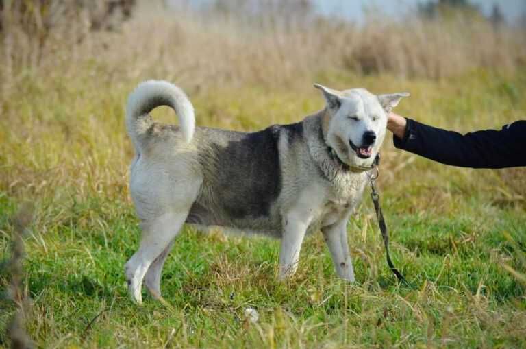 Kochana Molly szuka domku