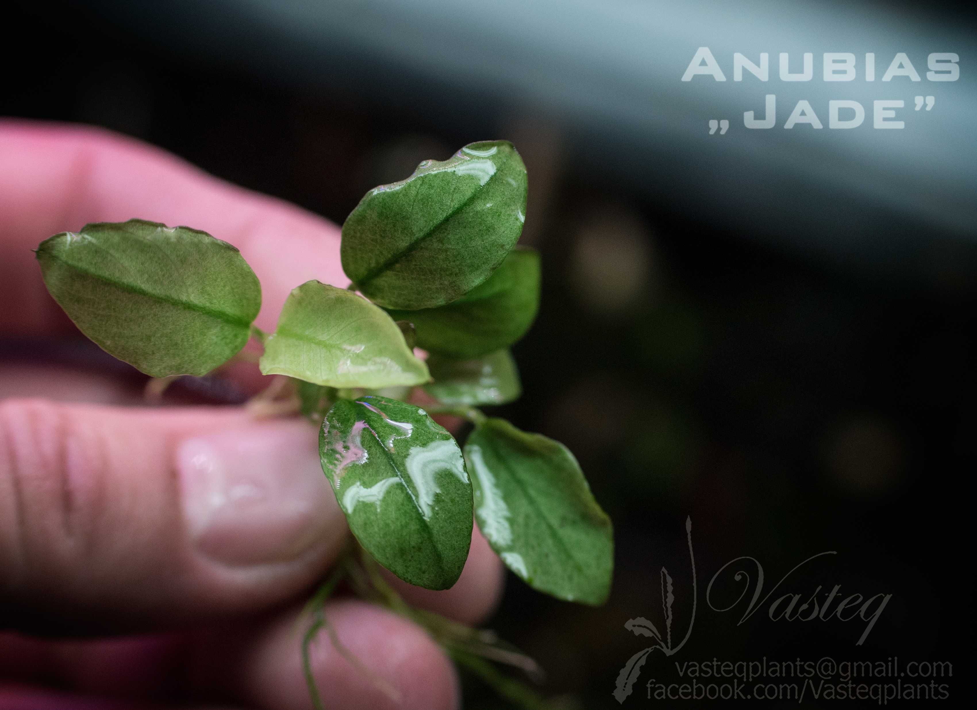 Anubias „Jade” Rarytas od Vasteq