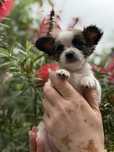 Chihuahua długowłosy