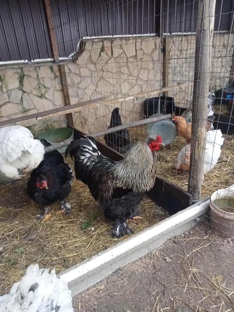 Ovos galados raça Brahma