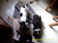 cachorros arraçados de podengo