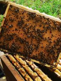 Rodziny pszczele