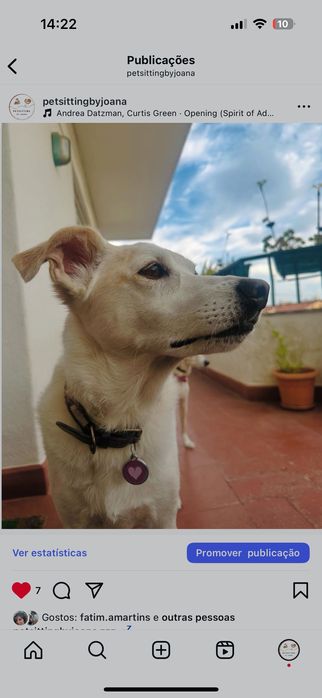 Pet sitting acessível: estadias, visitas, passeios e pet táxi.