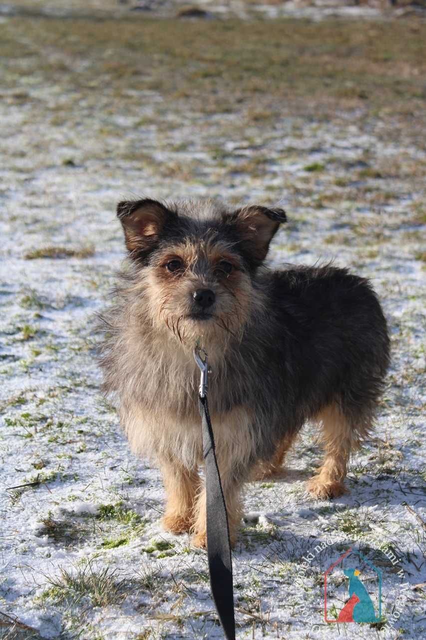 Malutka, lękliwa sunia, 5 kg, po przejściach - kto jej pomoże?