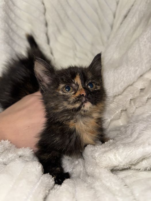 Пухнасті кошенятка в добрі та любячі руки