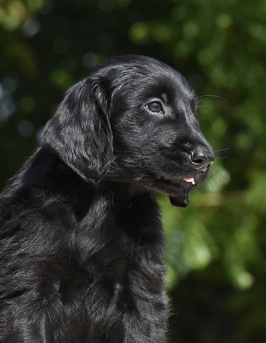 FLAT COATED RETRIEVER - czarny chłopczyk odb Październik