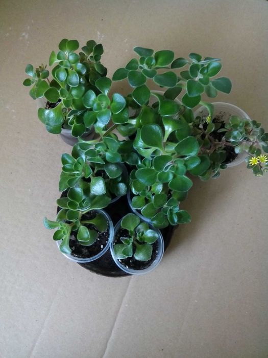 Аіхрізон, дерево кохання. Купують як талисман на любов.