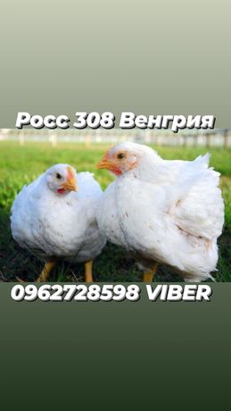 Росс 308 Венгрия (инкубационное яйцо)