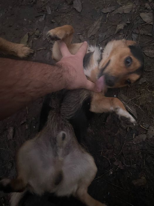 Знайшовся маленький песик