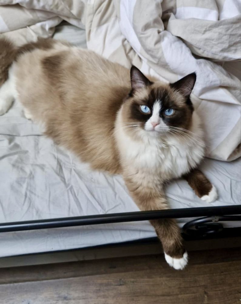 Sorzedam kotkę rasy Ragdoll