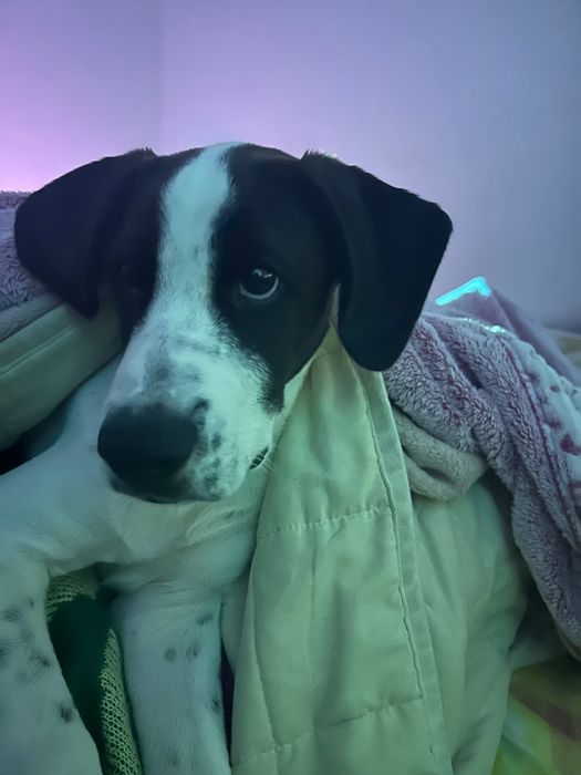 Adoção de um cão de 4 meses