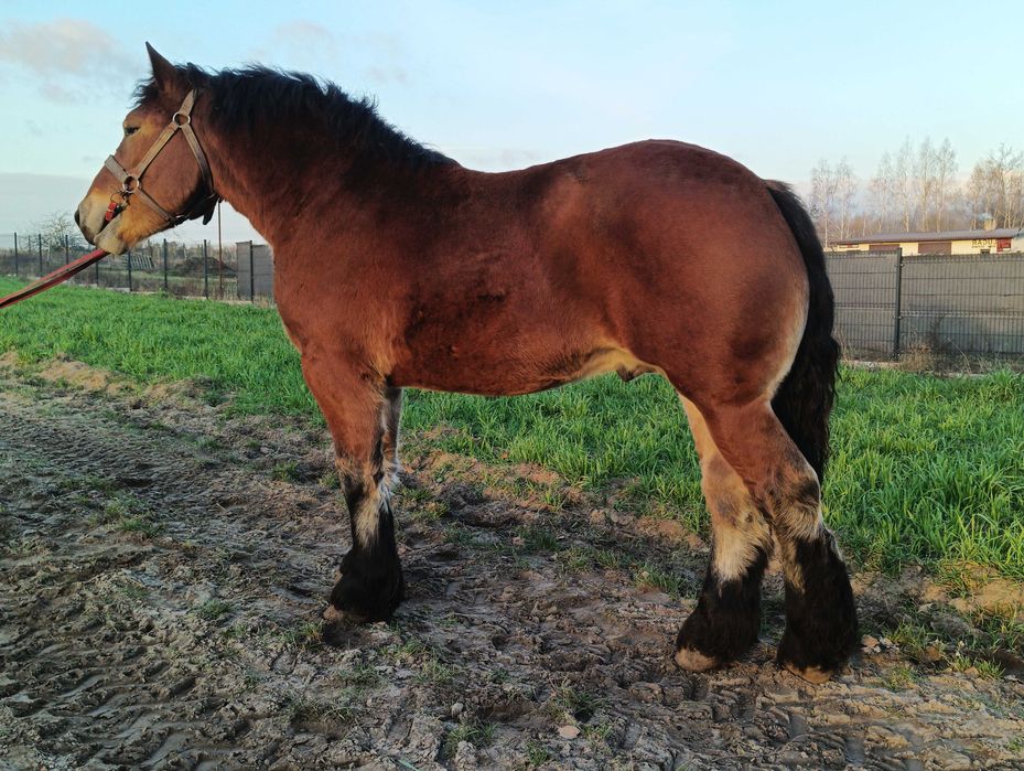 Ogier Arden polski 1,5 i 2,5 gniady 700-800kg zimnokrwisty