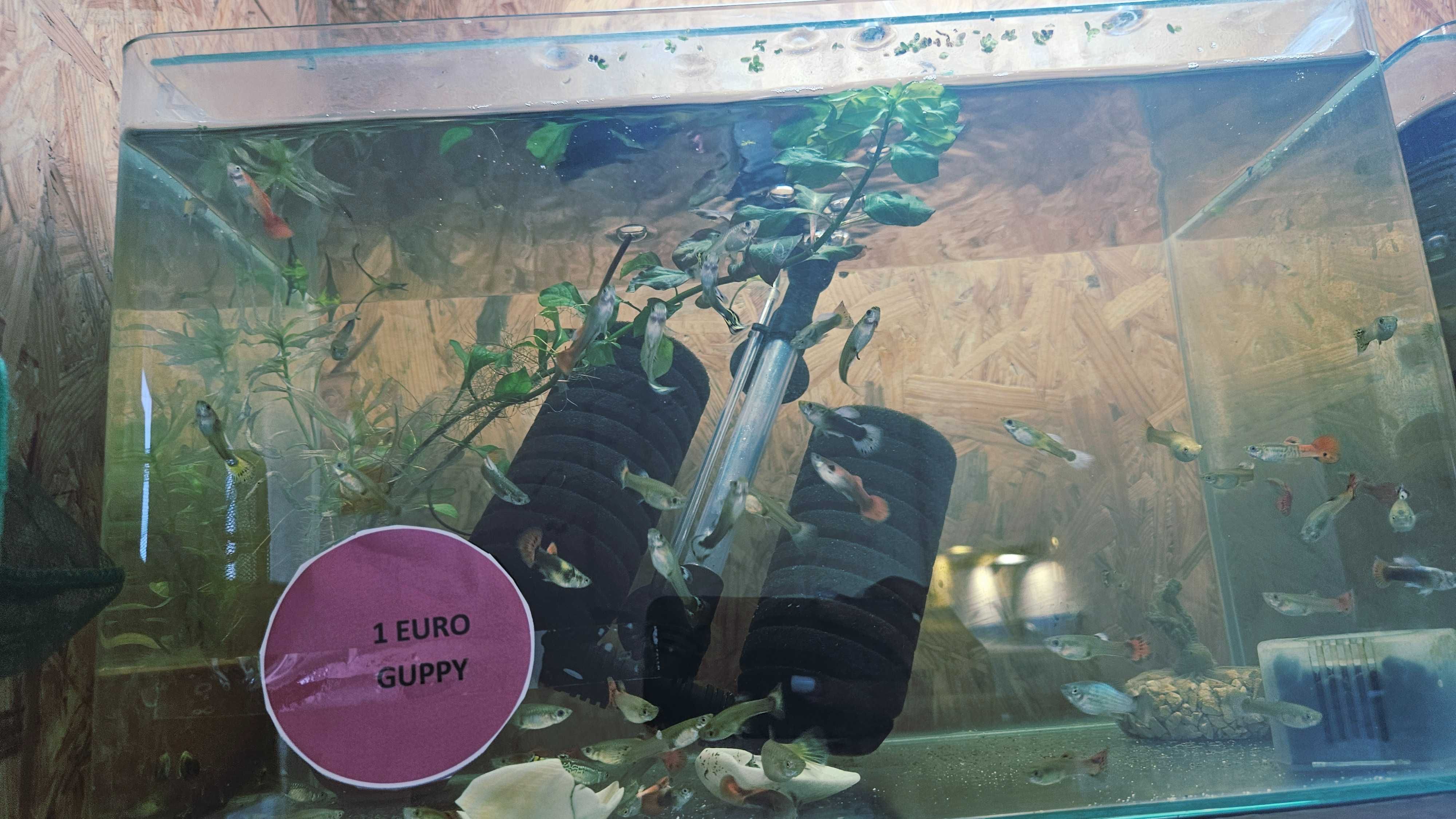 Peixes de Estimação ArrobaFish