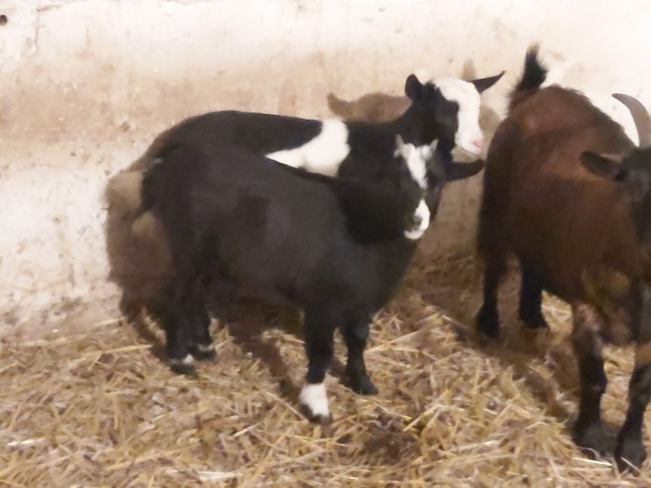 Kozy miniaturki sprzedam