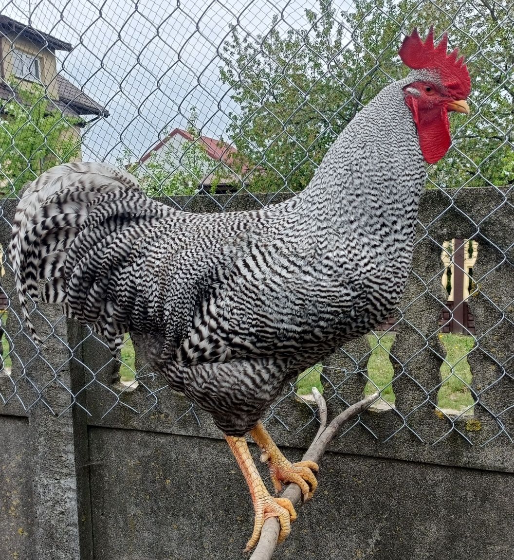 Sprzedam jajka lęgowe Amrock