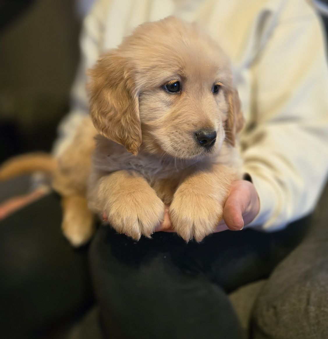 Golden retriever szczeniak