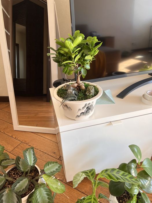 Бонсай у китайському горщику: ficus microcarpa