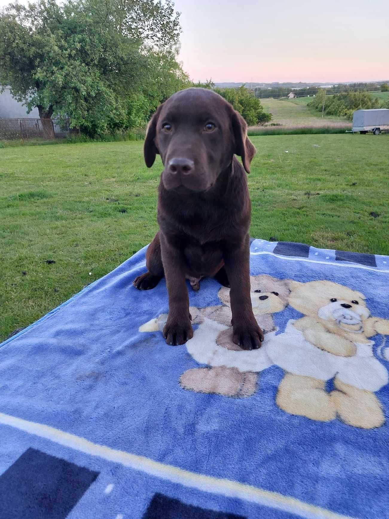 Labrador Retriever - czekoladowy chłopak FCI