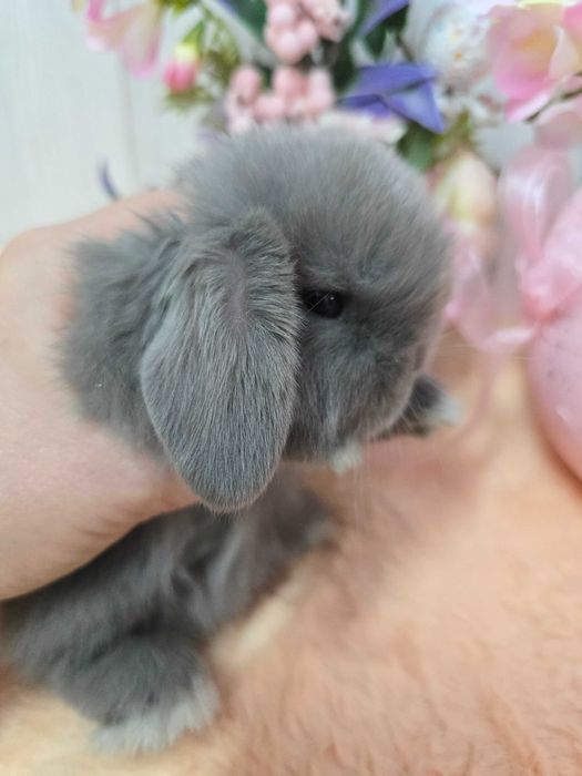 Миниатюрный породистый крольченок Мини Лоп от выставочных родителей.