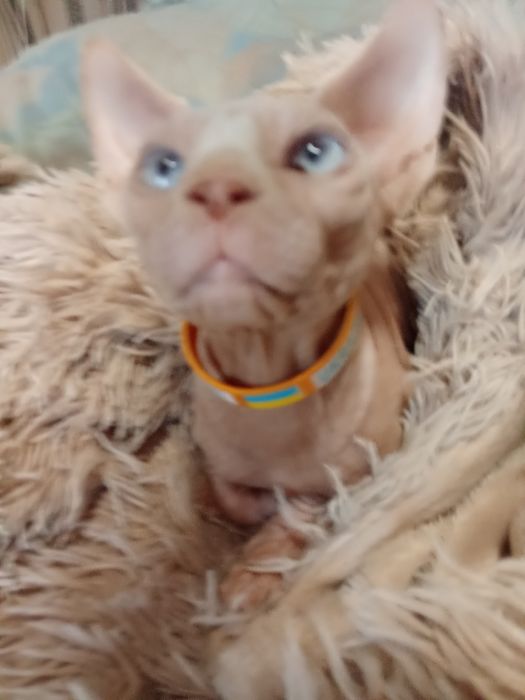 Канадский сфинкс