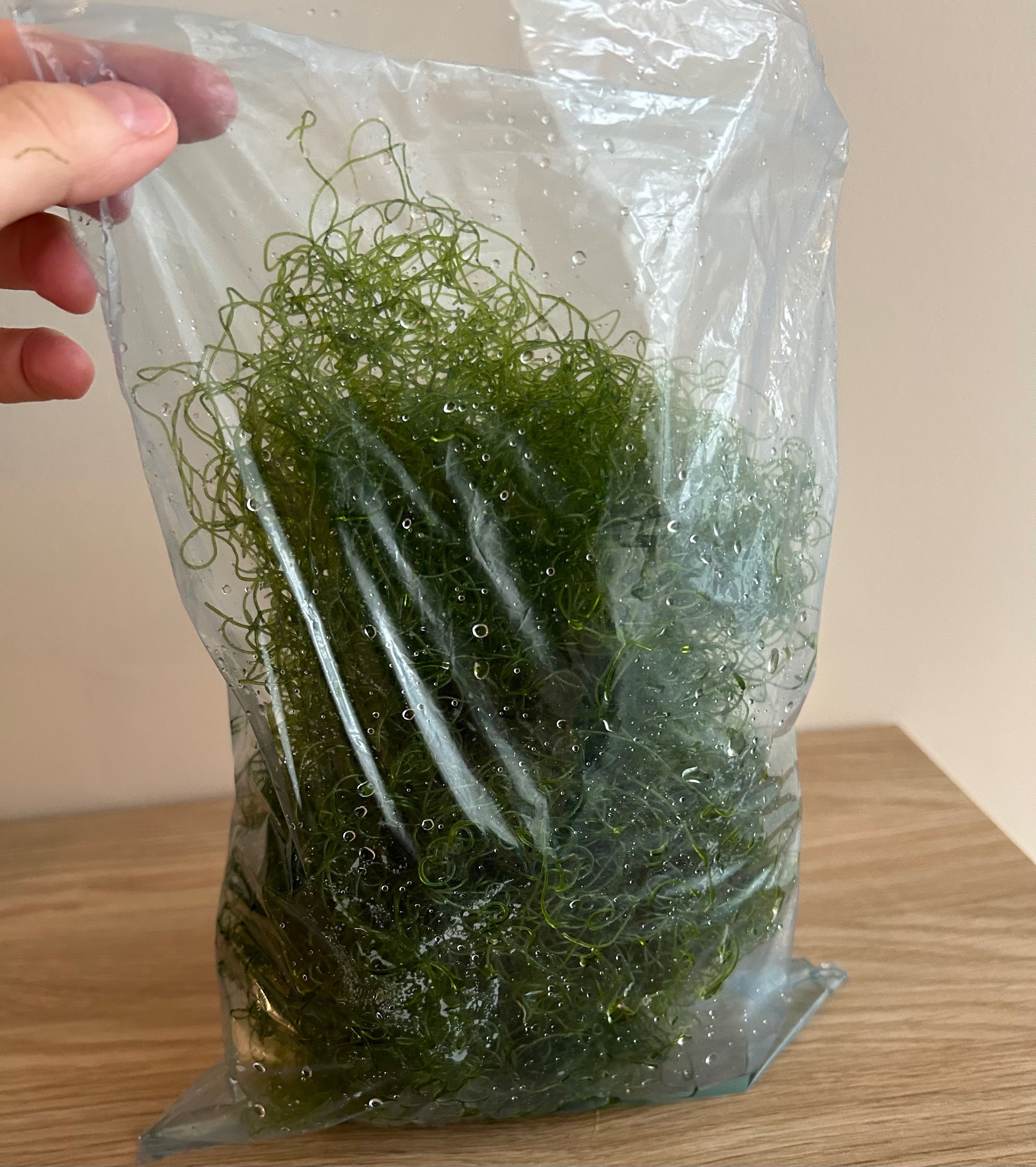 Glony Chaetomorpha do refugium