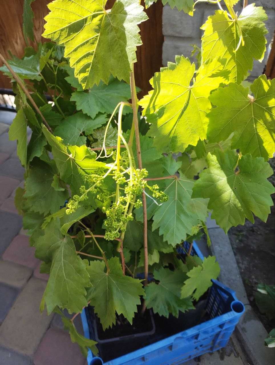 Виноград, вегетуючі саджанці та старші плодоносні кущі в горшках