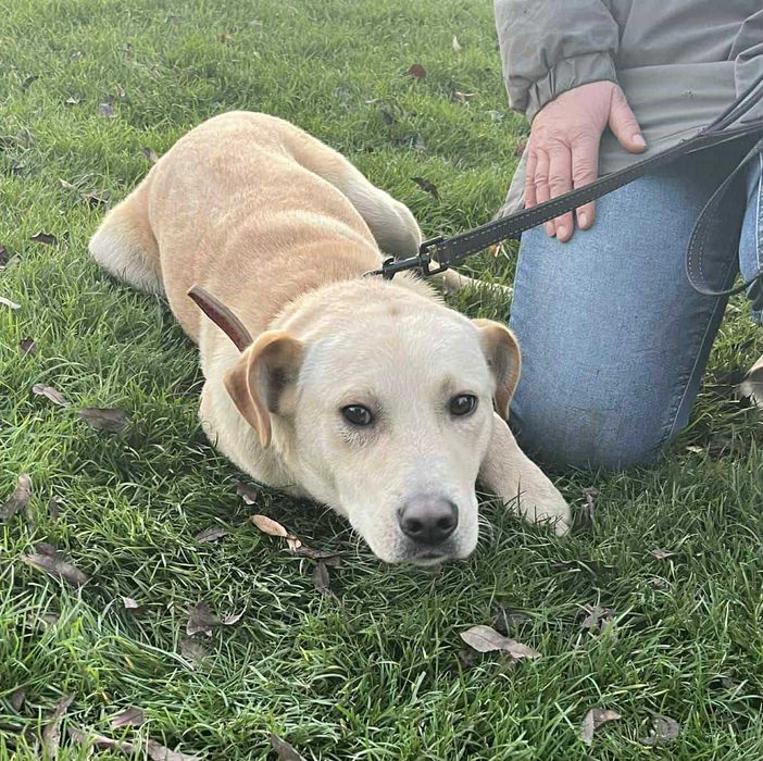Bardzo potrzebny dom dla cudnego, młodego kochanego, bezdomnego psa